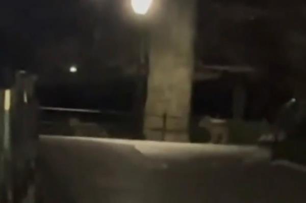 Two coyotes spotted in Central Park at night.